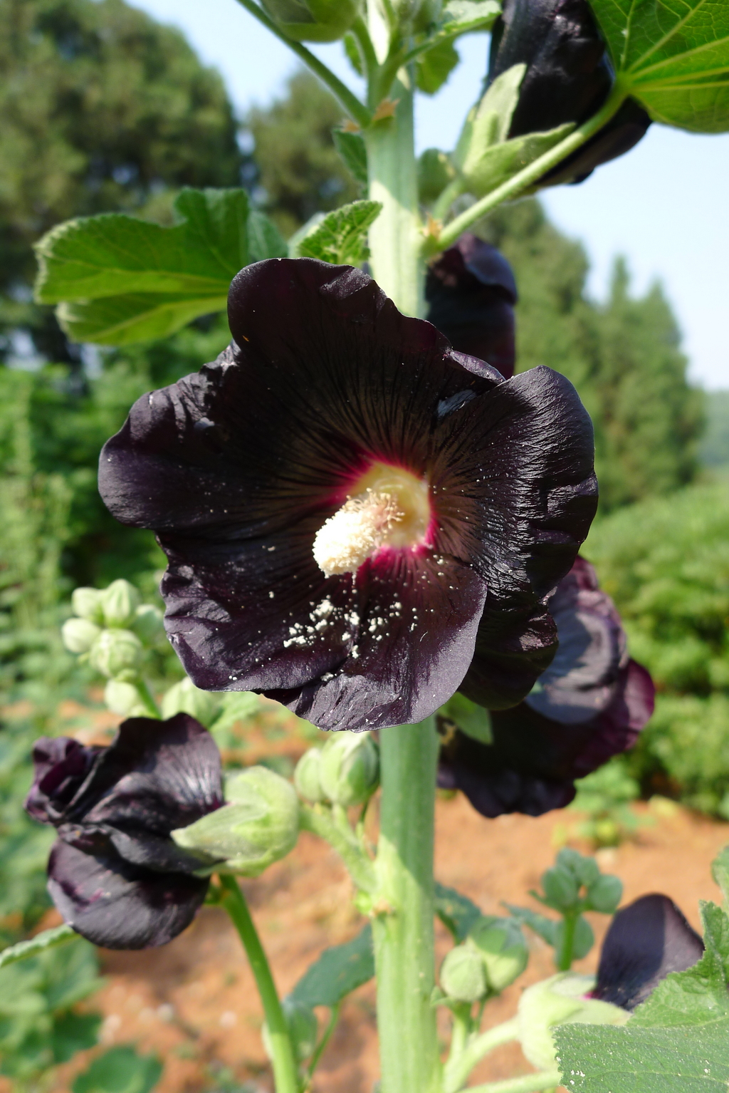 P2440300_调整大小.JPG