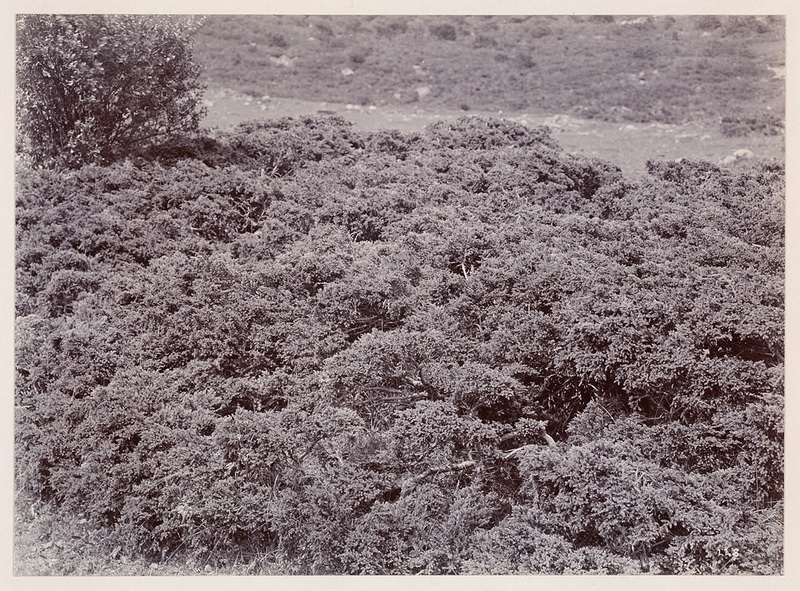 1908-07-25c_调整大小.jpg