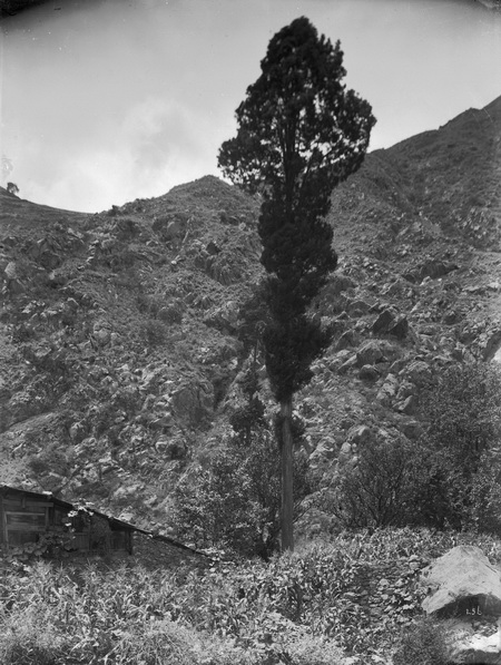 1908-07-31岷江柏木中国_调整大小.jpg