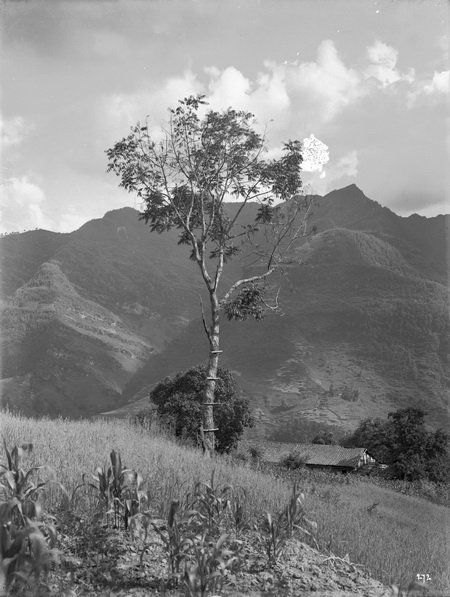 1908-08-03中国漆树盐肤_调整大小.jpg