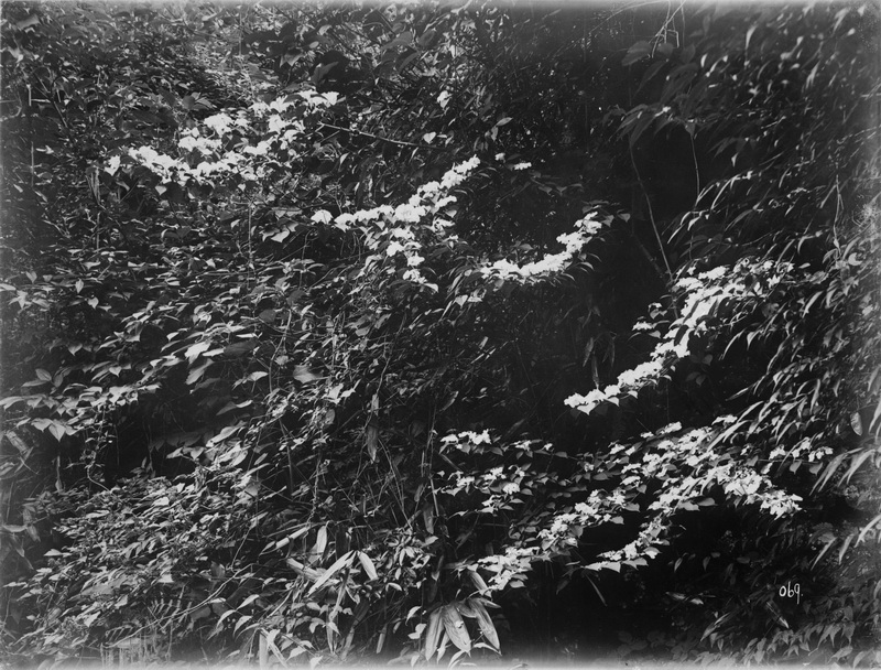 069 1910-06-13湖北省 兴山 3_调整大小.jpg