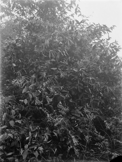 153 1910-06-26四川巫溪（大宁）中国忍冬tragophylla_调整大小.jpg