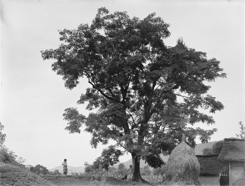 221 1910-07-17_调整大小.jpg