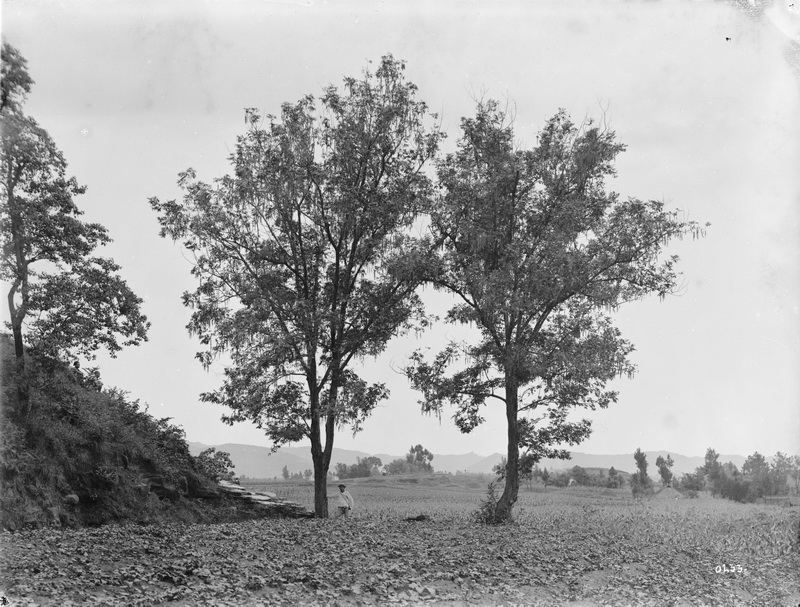 233 1910-07-25_调整大小.jpg