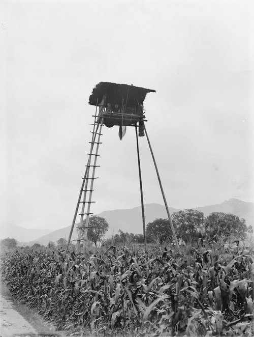 235 1910-07-26金堂县 2_调整大小.jpg