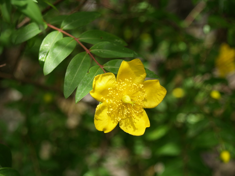 P5199440_调整大小.JPG