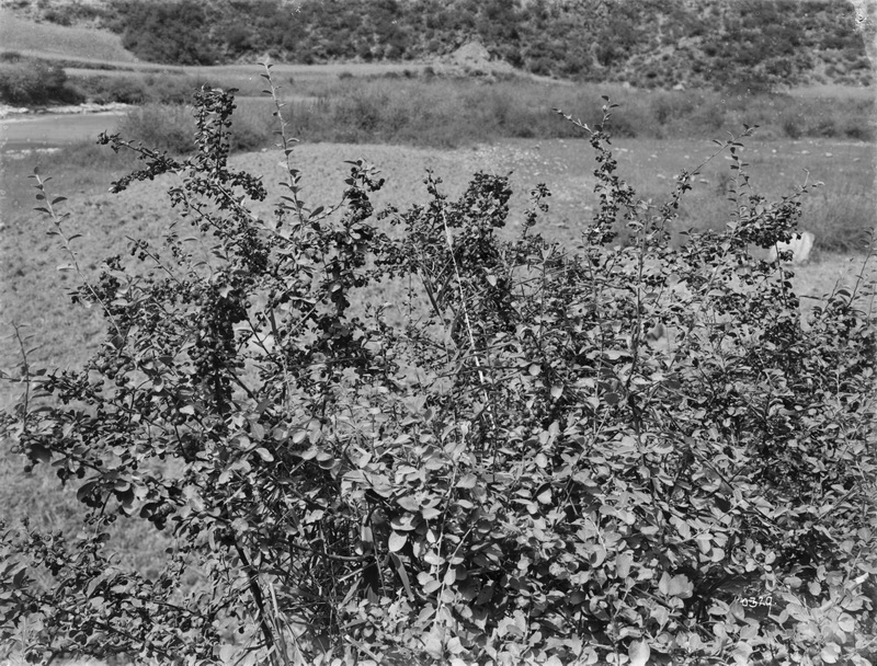 329 1910-08-27松潘Songpan 1_调整大小.jpg