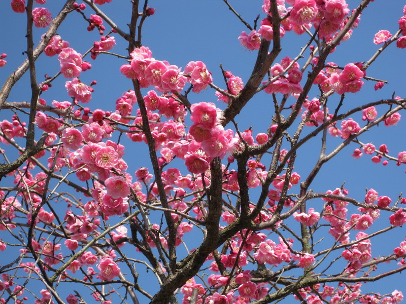 2009_02_06 小田原FlowerGarden 033_调整大小.jpg