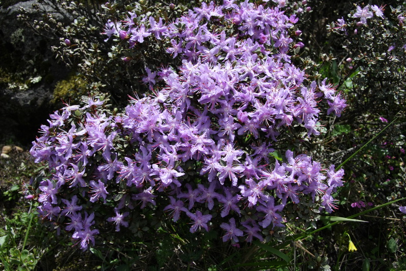 4 紫丁杜鹃_调整大小.JPG