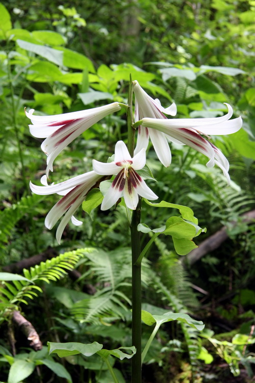 5 大百合_调整大小.jpg