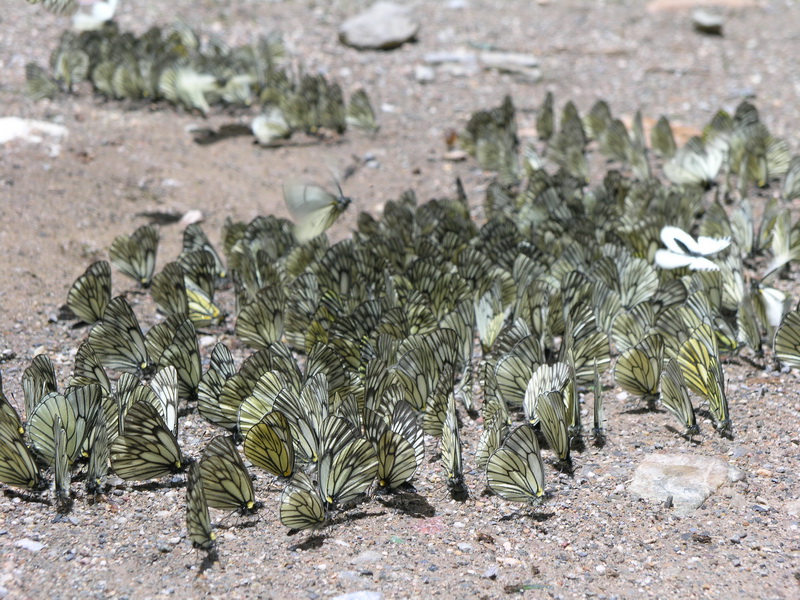 18 冰清绢蝶_调整大小.JPG