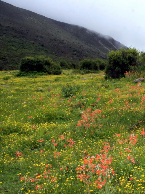 5 鹅黄灯台报春 高原毛茛_调整大小.jpg