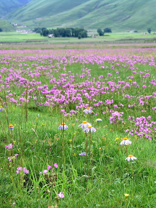 2 柔软紫菀 大拟鼻花马先蒿_调整大小.jpg