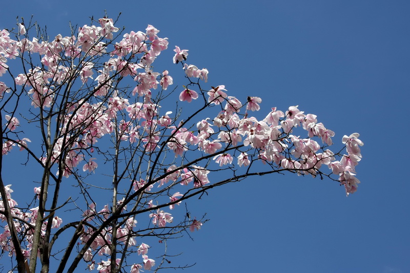 8 康定木兰_调整大小.JPG