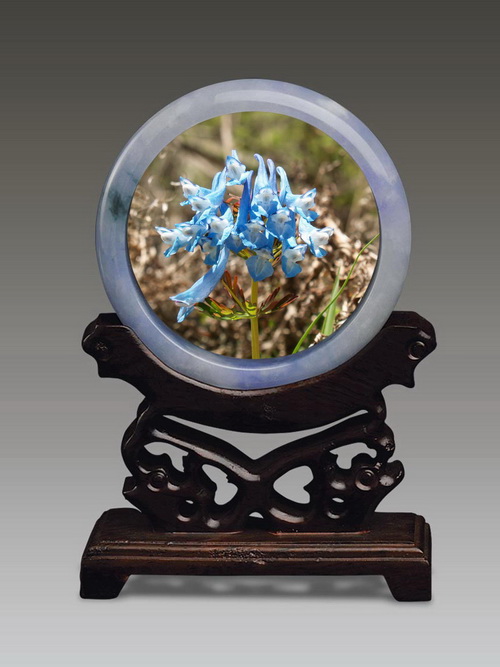 7 小距紫堇_调整大小.JPG