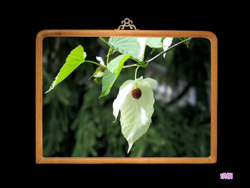 4 珙桐_调整大小.jpg