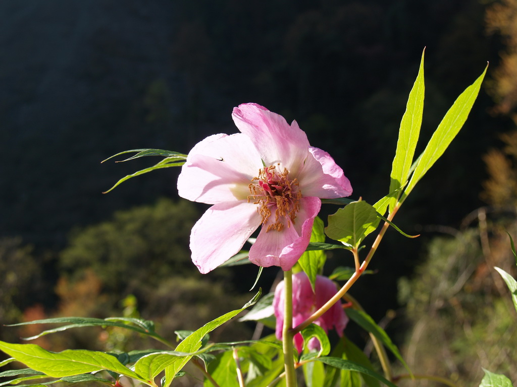 15 美丽芍药_调整大小.JPG