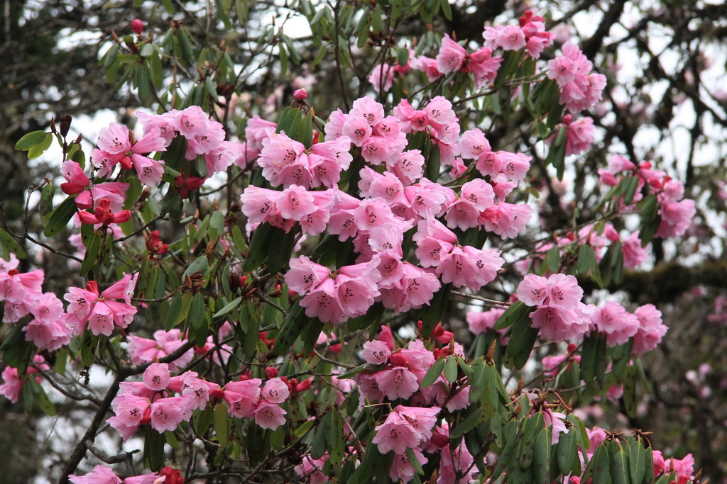 3 山光杜鹃_调整大小.jpg