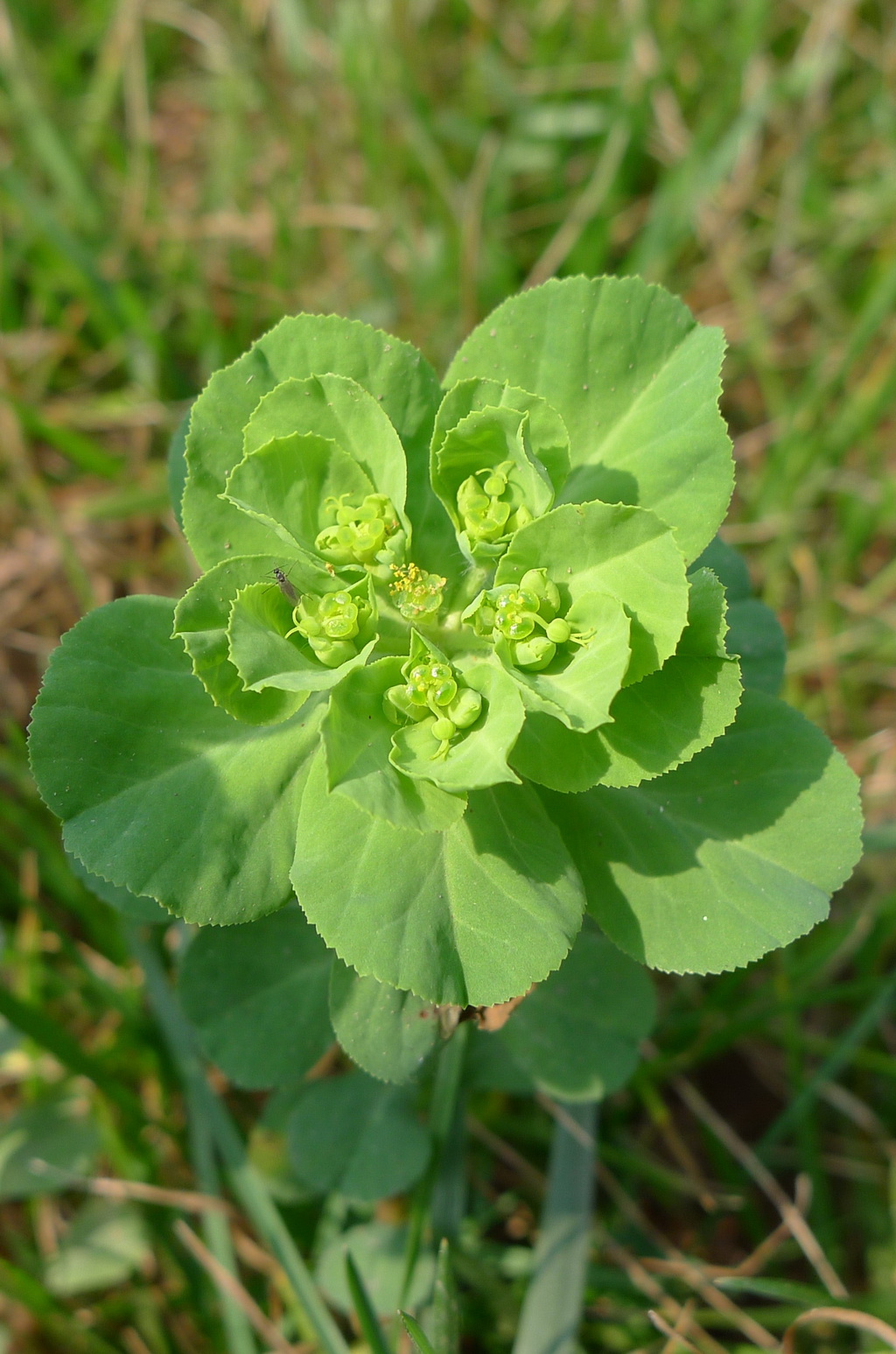 6 泽漆(五朵云）_调整大小.JPG