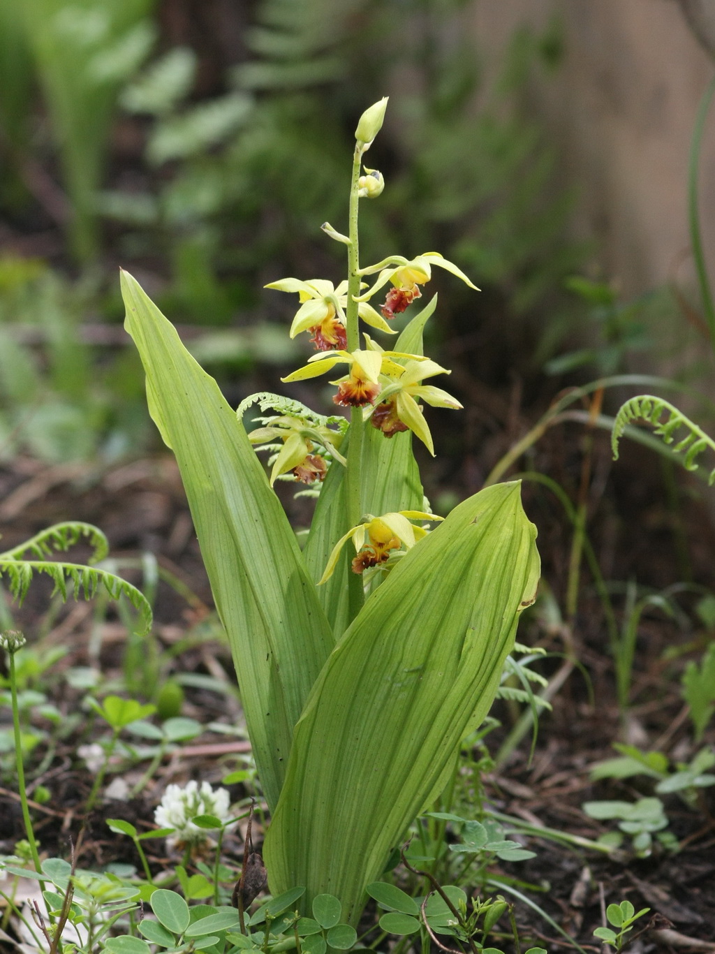 2 三棱虾脊兰_调整大小.JPG