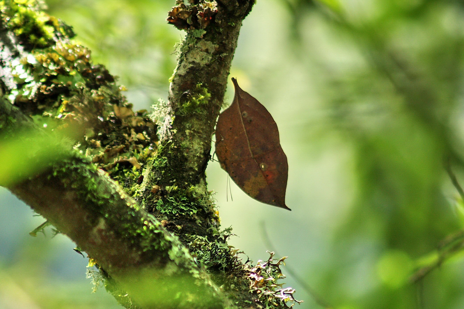 7 枯叶蝶_调整大小.JPG