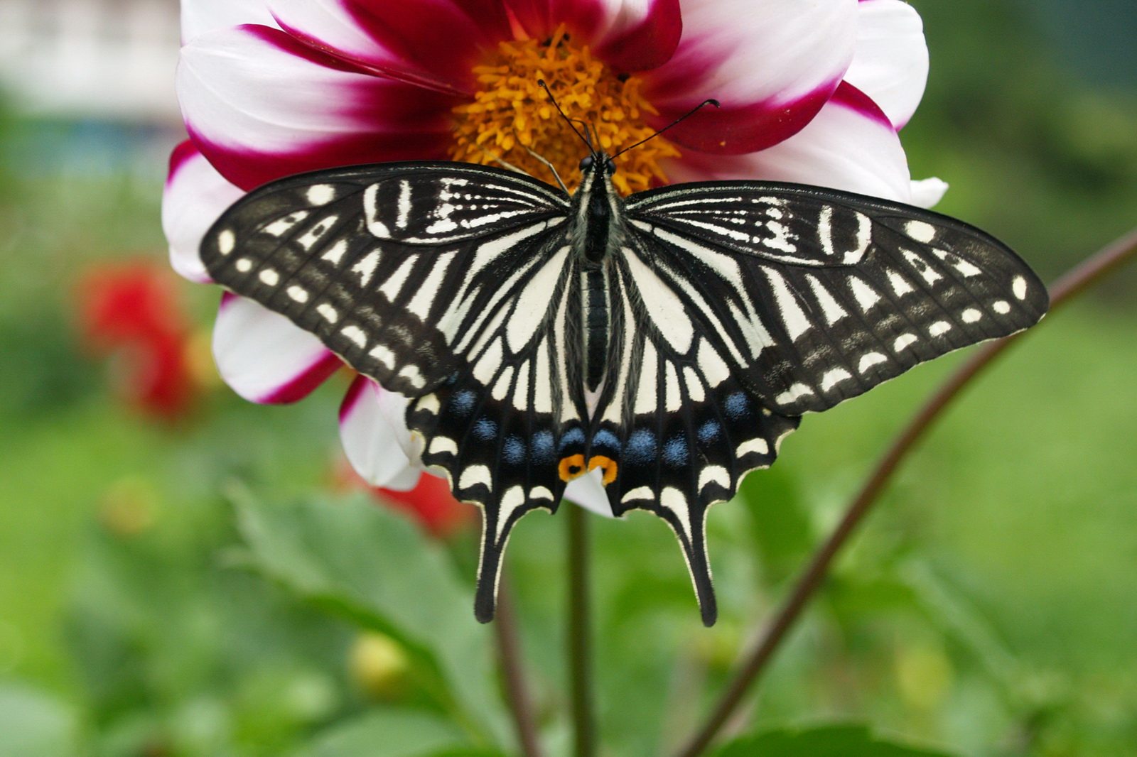 4 柑橘凤蝶_调整大小.jpg