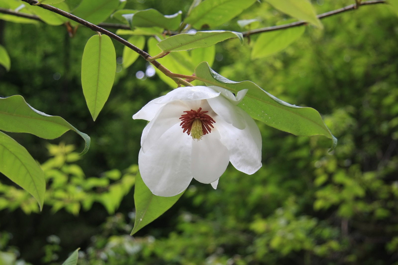 1 西康玉兰_调整大小.JPG