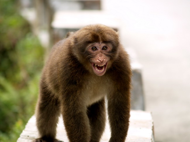 这是猴子在发怒,发威的表情,不是在笑