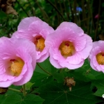 成都，全球范围内唯一一个有“市花市树日”的城市！