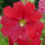 鲜花山谷里9个不同品种的红色系蜀葵花