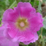 鲜花山谷里9个不同品种的紫色蜀葵