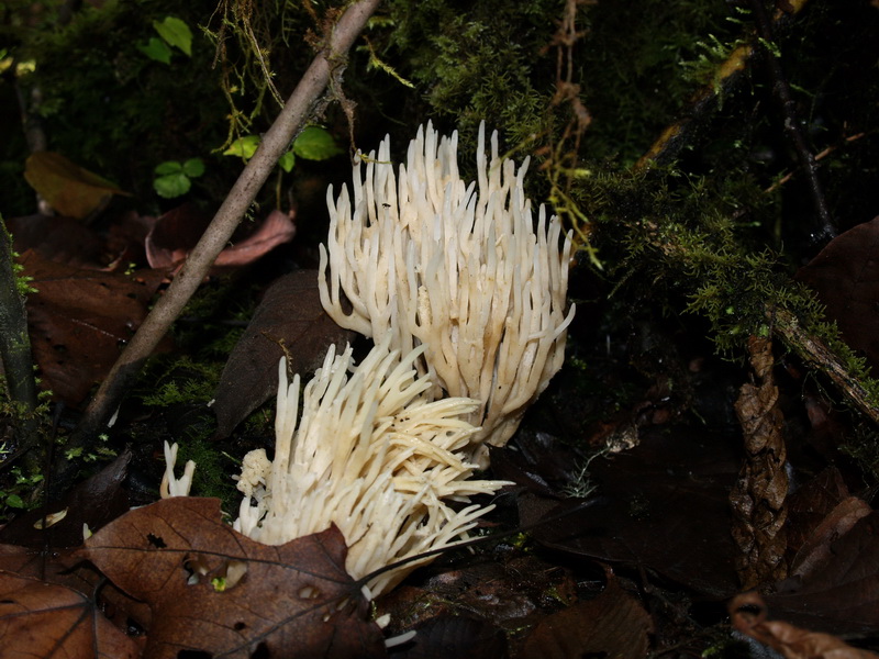 PA255557_调整大小.JPG