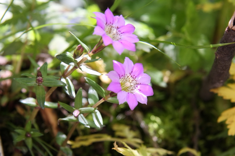 IMG_4731_调整大小.JPG