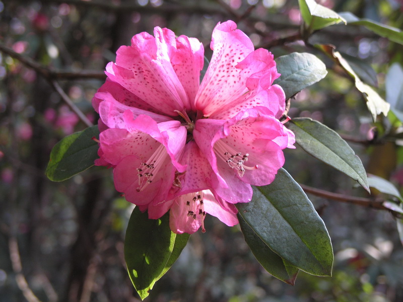P3277978_调整大小.JPG