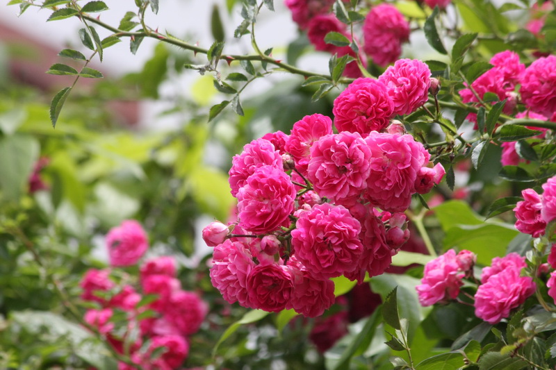 IMG_6032_调整大小.JPG