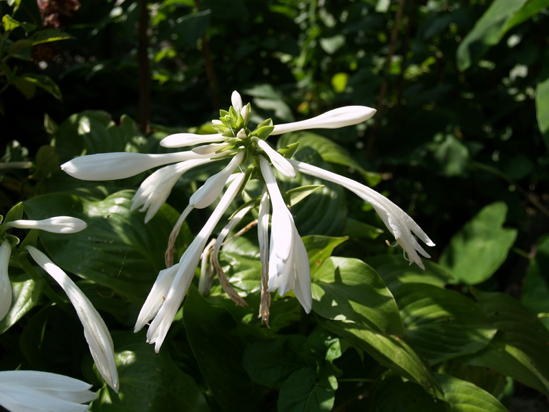 P7266552_调整大小.JPG
