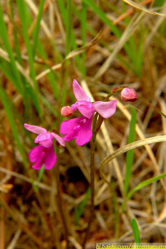 20100803_de941ebd12d55ad63a718a4nfAAQtnuz.jpg