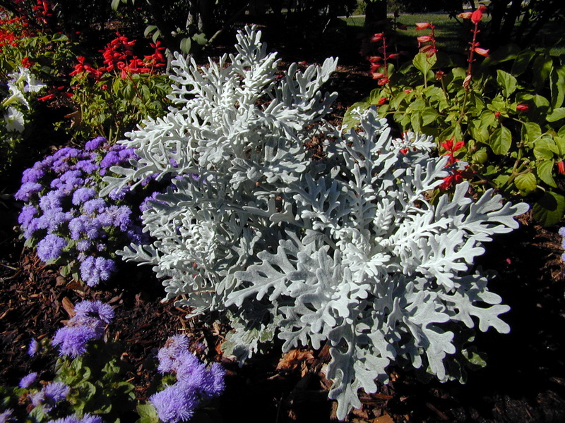 White_Plant_调整大小.jpg