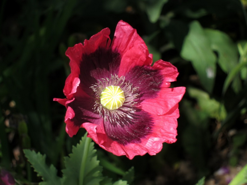IMG_1911_调整大小.JPG