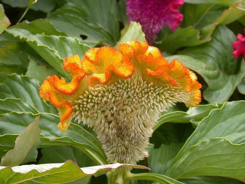 DSCN9896_调整大小.JPG