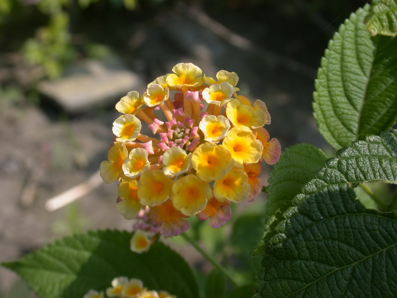 馬纓丹_04_20070512_福和橋步道_调整大小.JPG
