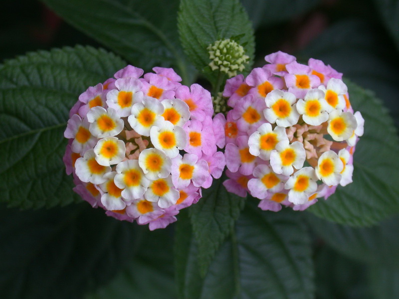 DSCN5814_调整大小.JPG