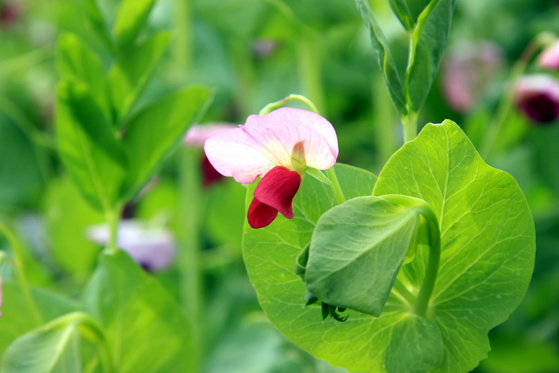 IMG_0220_调整大小.JPG