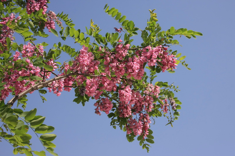 IMG_6670_调整大小.JPG