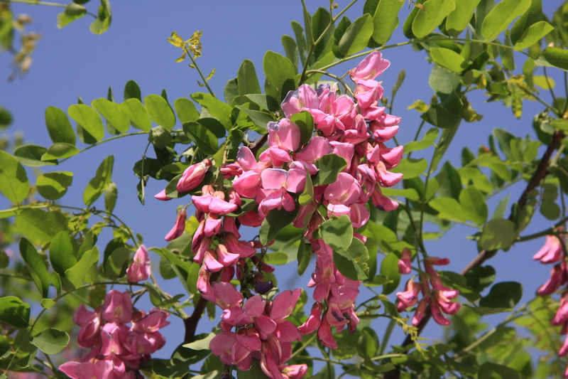IMG_6646_调整大小.JPG