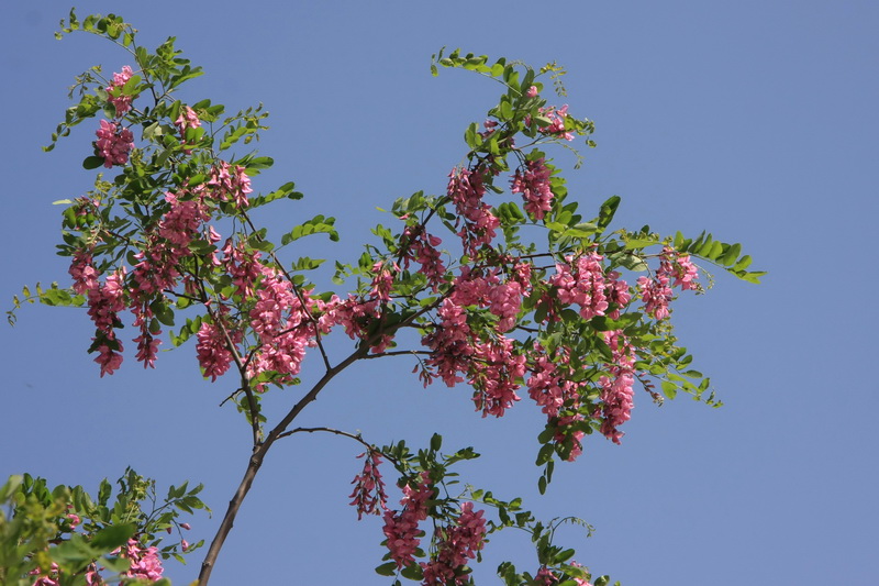 IMG_6645_调整大小.JPG