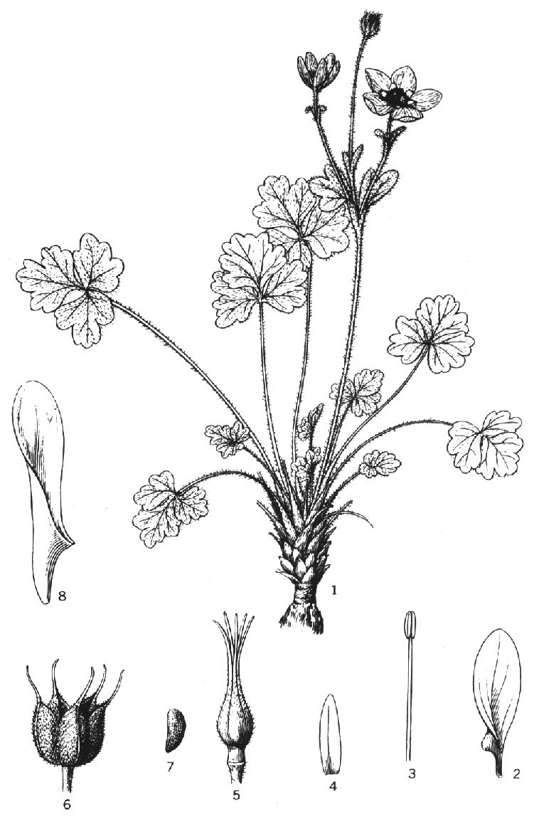Zgty177a.jpg