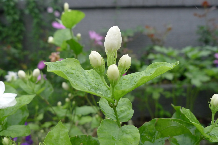 P1020032_调整大小.JPG