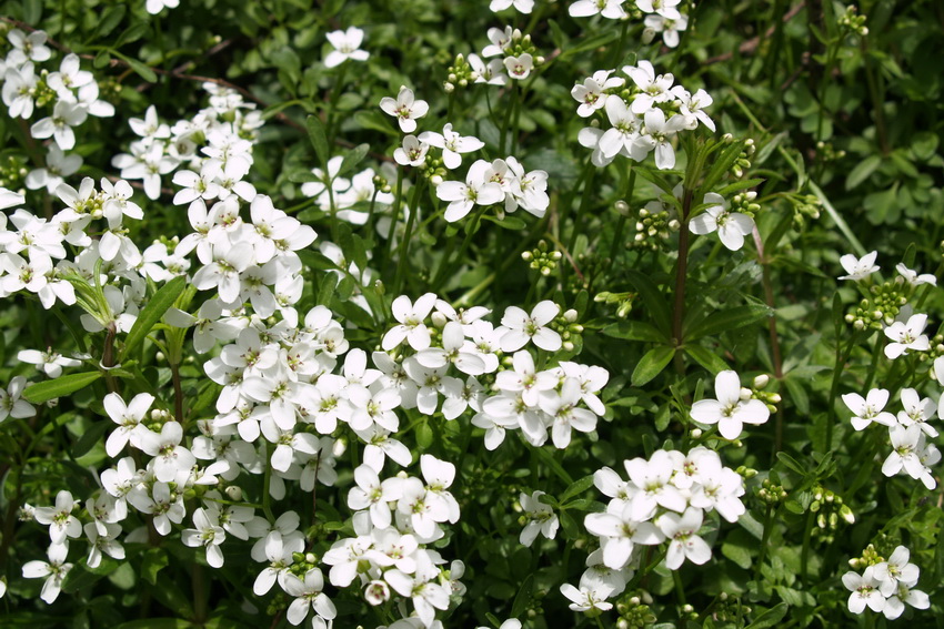P5169354_调整大小.JPG
