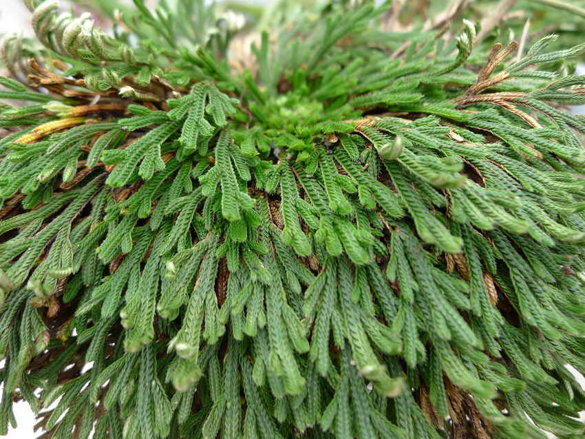 P1050548_调整大小.JPG